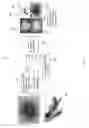 Fig. 07 - Skin lesion segmentation using deep convolution networks guided by local unsupervised learning