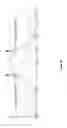 Fig. 08 - Inserting watermarks into audio signals that have speech-like properties
