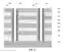 Fig. 07 - Magnetic random access memory and manufacture thereof