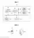 Fig. 02 - Operation method of communication node supporting mobility in communication network