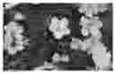 Fig. 01 - Cherry tree (ROOTSTOCK) NAMED 'CRAWFORD'