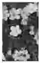 Fig. 02 - Cherry tree (ROOTSTOCK) NAMED 'CRAWFORD'