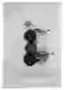 Fig. 05 - Cherry tree (ROOTSTOCK) NAMED 'CRAWFORD'