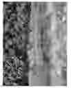 Fig. 06 - Cherry tree (ROOTSTOCK) NAMED 'CRAWFORD'