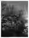Fig. 07 - Cherry tree (ROOTSTOCK) NAMED 'CRAWFORD'