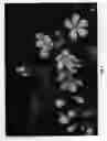 Fig. 02 - Cherry tree rootstock named 'CASS'