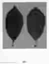 Fig. 03 - Cherry tree rootstock named 'CASS'
