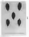 Fig. 04 - Cherry tree rootstock named 'CASS'