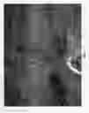 Fig. 06 - Cherry tree rootstock named 'CASS'