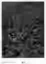 Fig. 07 - Cherry tree rootstock named 'CASS'