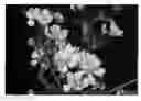 Fig. 01 - CHERRY TREE (ROOTSTOCK) NAMED 'CLARE'