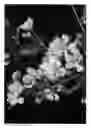 Fig. 02 - CHERRY TREE (ROOTSTOCK) NAMED 'CLARE'