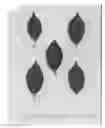 Fig. 04 - CHERRY TREE (ROOTSTOCK) NAMED 'CLARE'