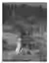 Fig. 06 - CHERRY TREE (ROOTSTOCK) NAMED 'CLARE'