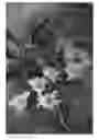 Fig. 01 - Cherry tree (rootstock) named 'LAKE'