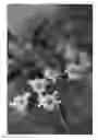 Fig. 02 - Cherry tree (rootstock) named 'LAKE'