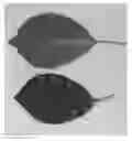 Fig. 03 - Cherry tree (rootstock) named 'LAKE'