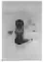 Fig. 05 - Cherry tree (rootstock) named 'LAKE'