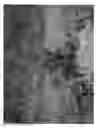 Fig. 06 - Cherry tree (rootstock) named 'LAKE'