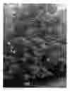 Fig. 07 - Cherry tree (rootstock) named 'LAKE'