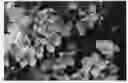 Fig. 01 - CHERRY TREE ROOTSTOCK NAMED 'CLINTON'