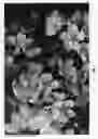 Fig. 02 - CHERRY TREE ROOTSTOCK NAMED 'CLINTON'