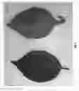 Fig. 03 - CHERRY TREE ROOTSTOCK NAMED 'CLINTON'