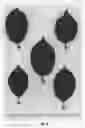 Fig. 04 - CHERRY TREE ROOTSTOCK NAMED 'CLINTON'