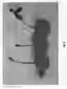 Fig. 05 - CHERRY TREE ROOTSTOCK NAMED 'CLINTON'