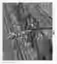 Fig. 06 - CHERRY TREE ROOTSTOCK NAMED 'CLINTON'