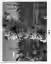 Fig. 07 - CHERRY TREE ROOTSTOCK NAMED 'CLINTON'