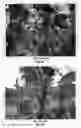 Fig. 08 - CHERRY TREE ROOTSTOCK NAMED 'CLINTON'