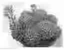 Fig. 01 - Echeveria plant named 'RUBY KISSED'