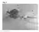 Fig. 02 - BUZZ BAIT TYPE LURE