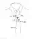 Fig. 01 - KNOTLESS TIES