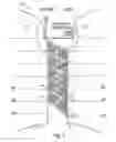 Fig. 04 - PADDING ELEMENT FOR CLOTHING ITEMS, PROCESS FOR MAKING SAID ELEMENT AND A CLOTHING ITEM THEREOF