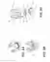 Fig. 03 - Self in-fusing pedicle screw implant