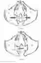 Fig. 10 - Bone screw, and bone fixation system and method