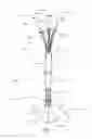 Fig. 02 - Medical device, kit and method for constricting tissue or a bodily orifice, for example, a mitral valve