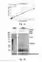 Fig. 09 - Methods for selecting phosphatase selective and non-selective phosphatase inhibitors