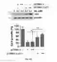 Fig. 49 - Cancer treatment method using ailanthone compounds
