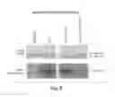 Fig. 08 - CDC7 kinase inhibitors and uses thereof