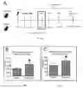 Fig. 08 - Inhibitors of short-chain dehydrogenase activity for modulating hematopoietic stem cells and hematopoiesis