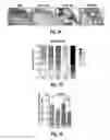 Fig. 10 - Compositions and methods for treatment of glioma