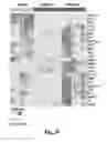 Fig. 11 - Compositions and methods for treatment of glioma