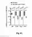 Fig. 20 - Compositions and methods for treatment of glioma