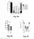 Fig. 28 - Compositions and methods for treatment of glioma