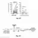 Fig. 34 - Compositions and methods for treatment of glioma