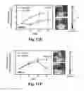Fig. 38 - Compositions and methods for treatment of glioma