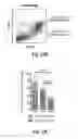 Fig. 41 - Compositions and methods for treatment of glioma